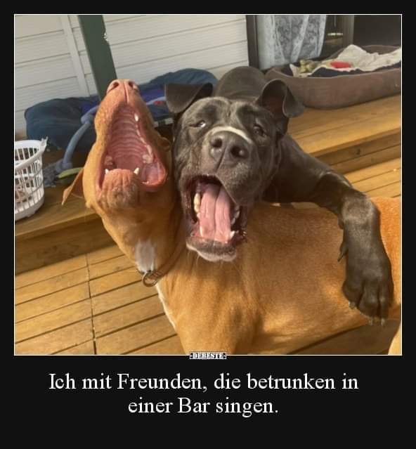 die Bar - bar, knajpa, lokal, bufet