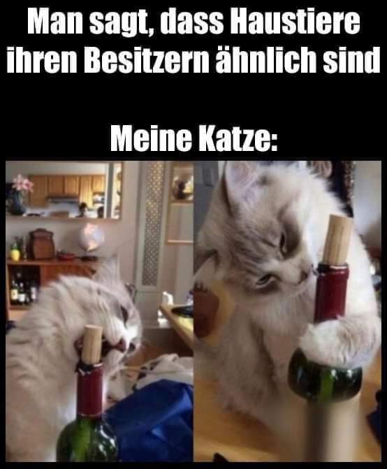 das Haustier - zwierzę domowe