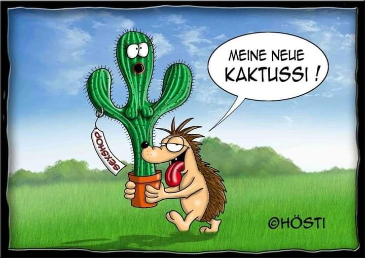 der Kaktus - kaktus