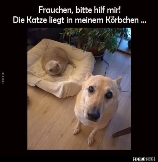 das Körbchen - koszyk, koszyczek