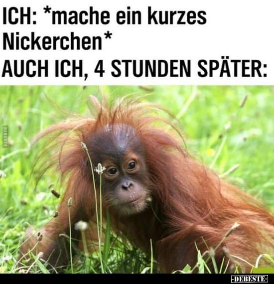 das Nickerchen - drzemka