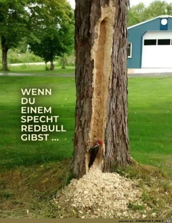 der Specht - dzięcioł