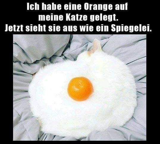 das Spiegelei - jajko sadzone, jajo sadzone