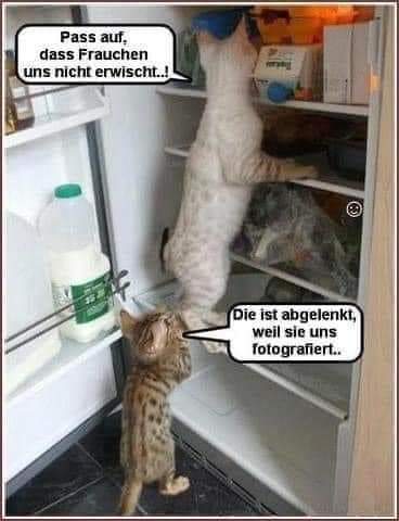 das Frauchen - pancia, pani