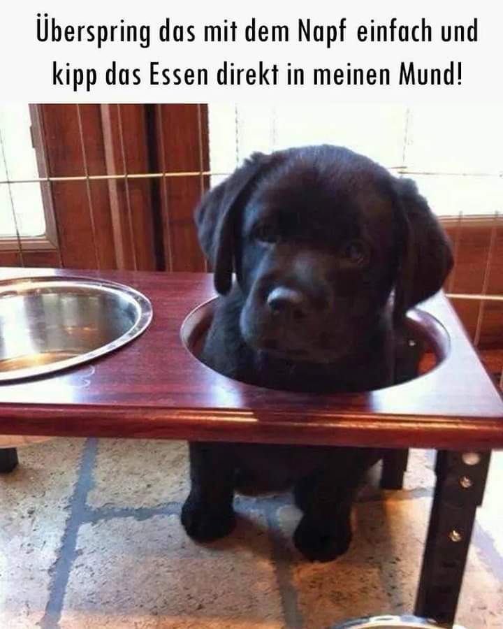 der Mund - usta