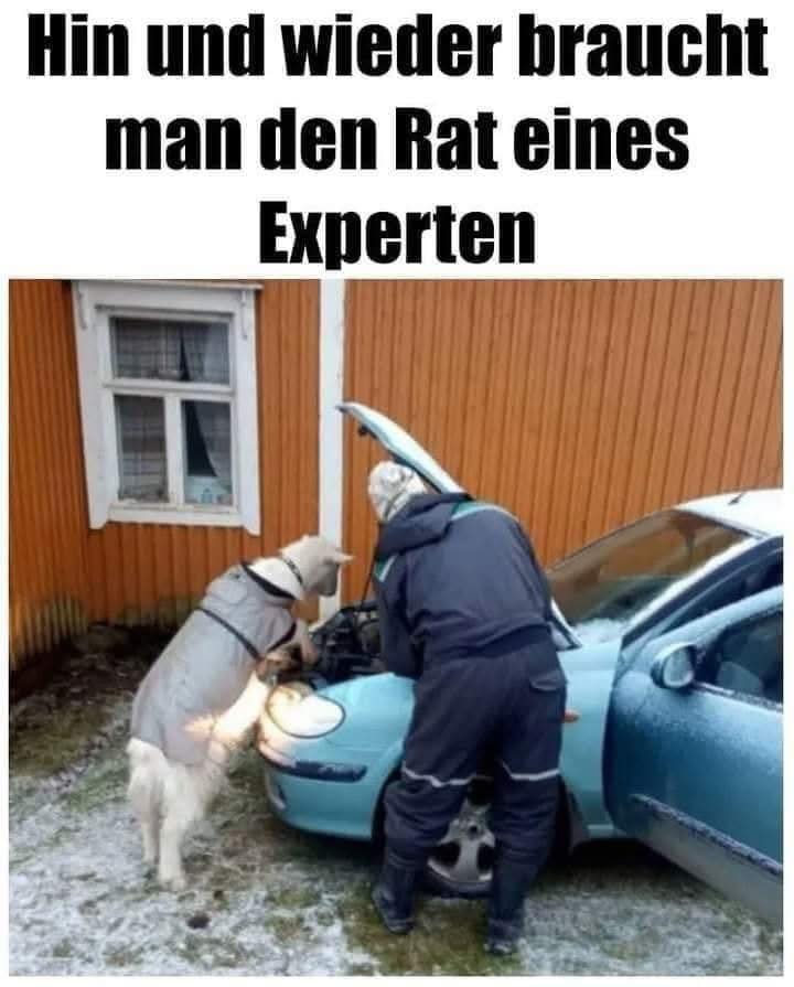 der Rat - rada, porada, narada