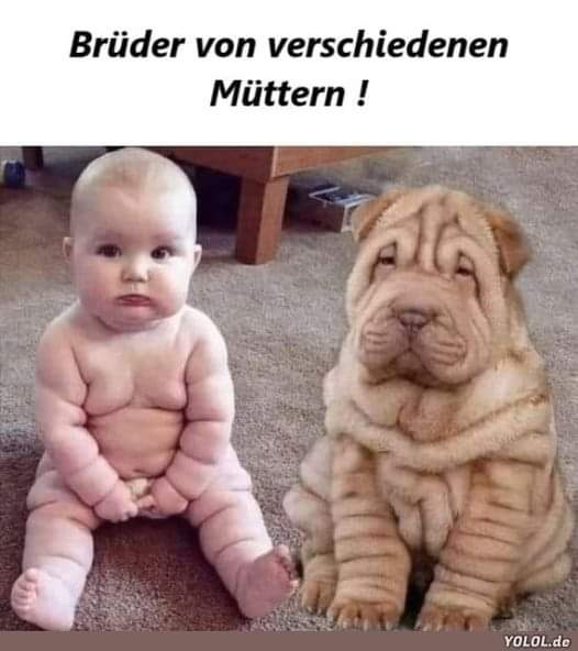 der Bruder - brat, bliźni, kompan, typek
