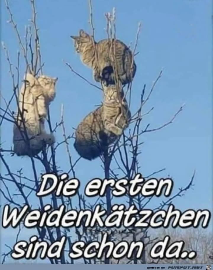 die Weide - wierzba, pastwisko, pasza