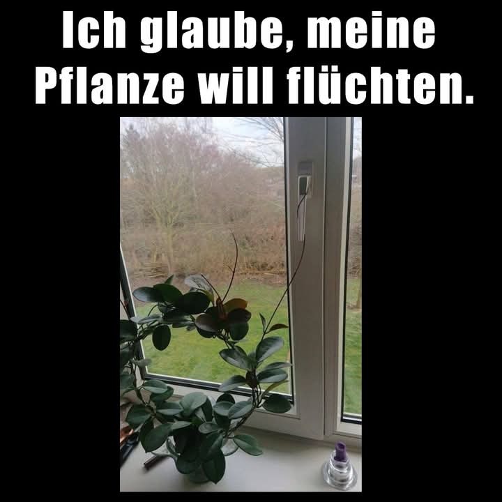flüchten - uciekać, zbiec