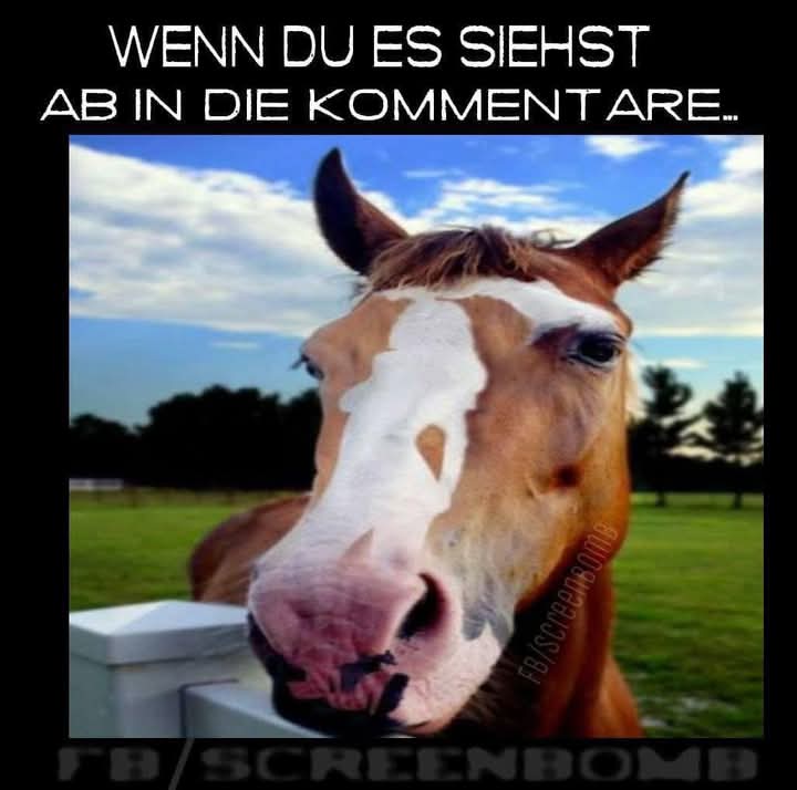 Kommentar