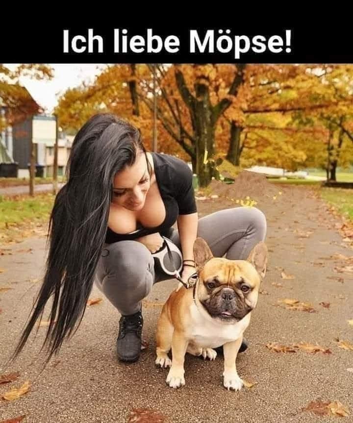 der Mops - mops, grubas, balony, cycki