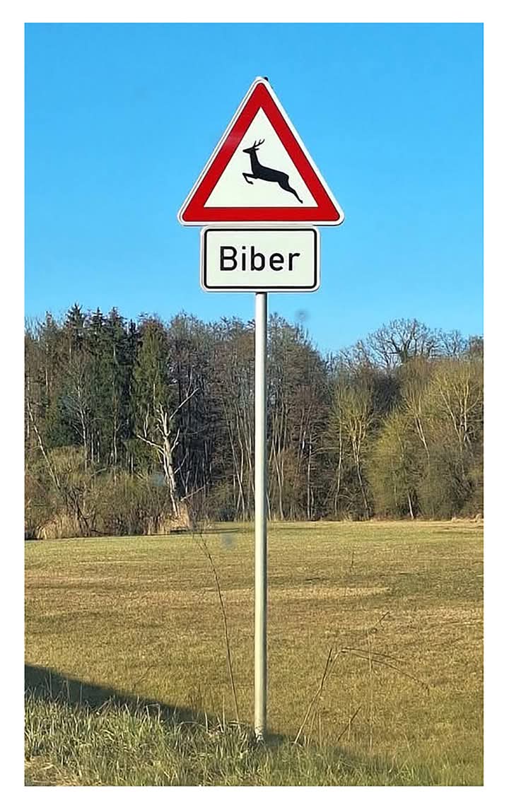 der Biber - bóbr