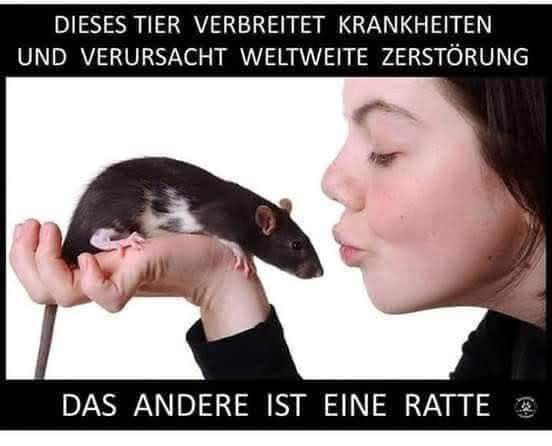 die Krankheit - choroba