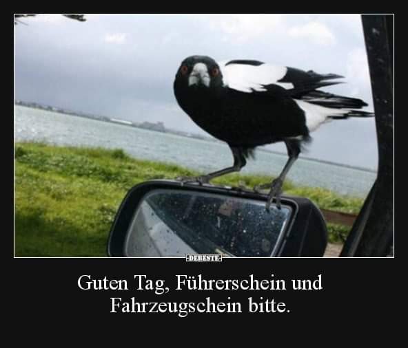 der Fahrzeugschein - dowód rejestracyjny pojazdu