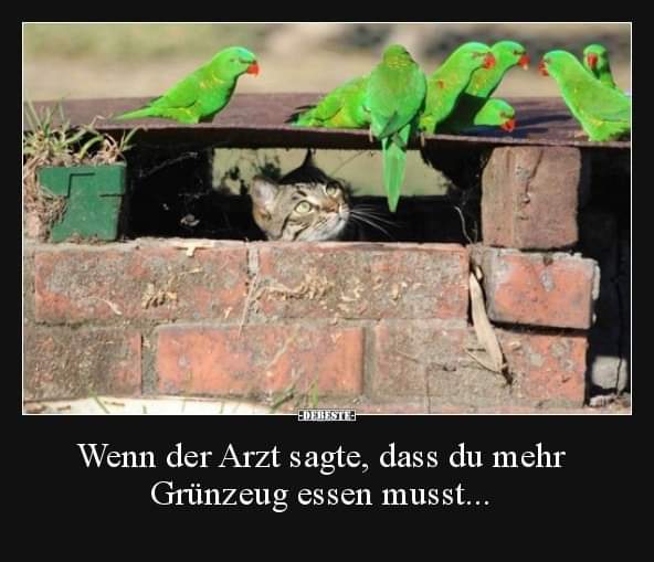 das Grünzeug - zielenina