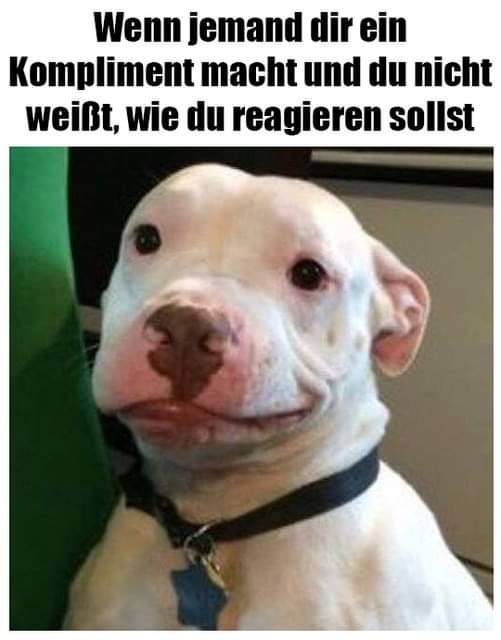 das Kompliment - komplement