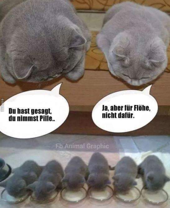 die Pille - pigułka