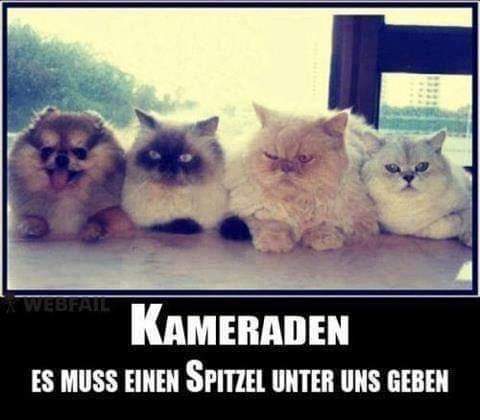 der Kamerad - towarzysz, kolega