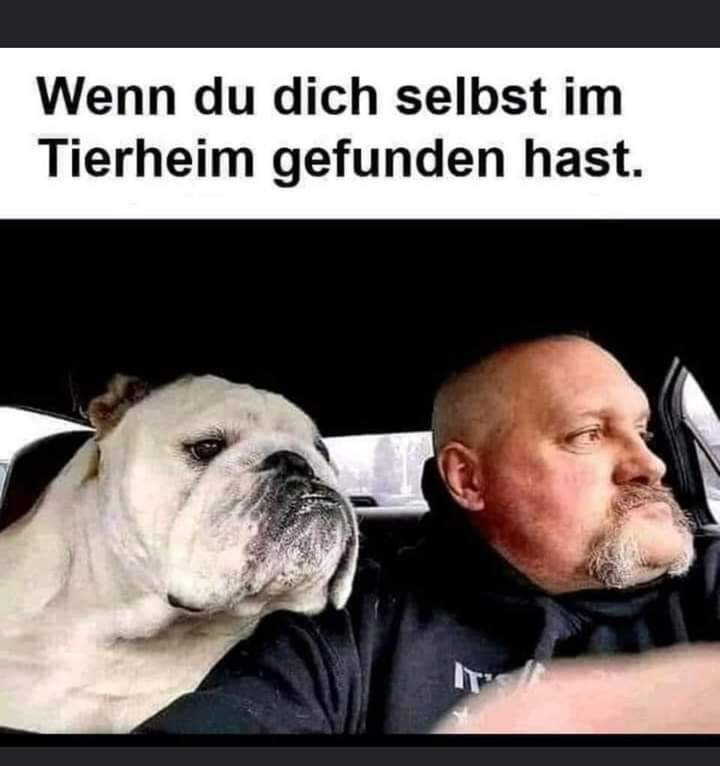das Tierheim - schronisko dla zwierząt