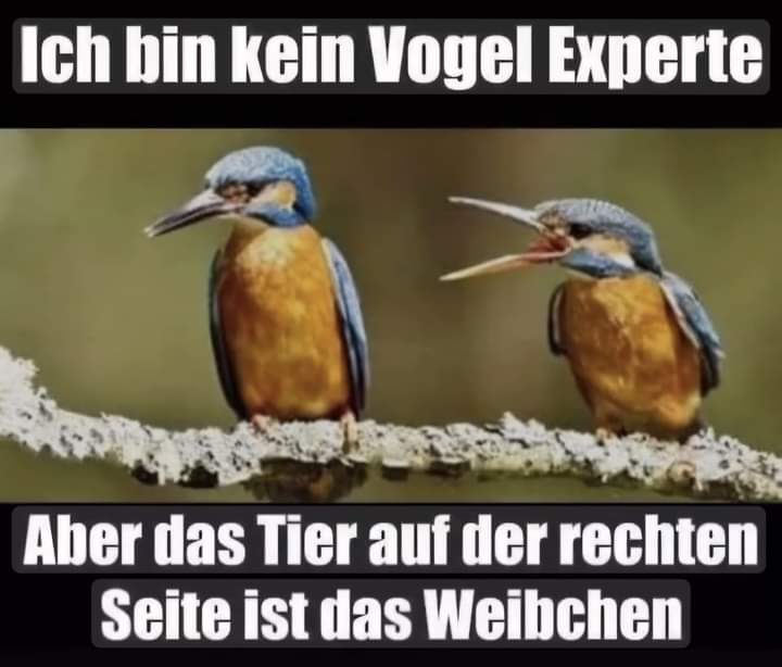 das Weibchen - samica