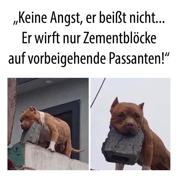 der Zement - cement