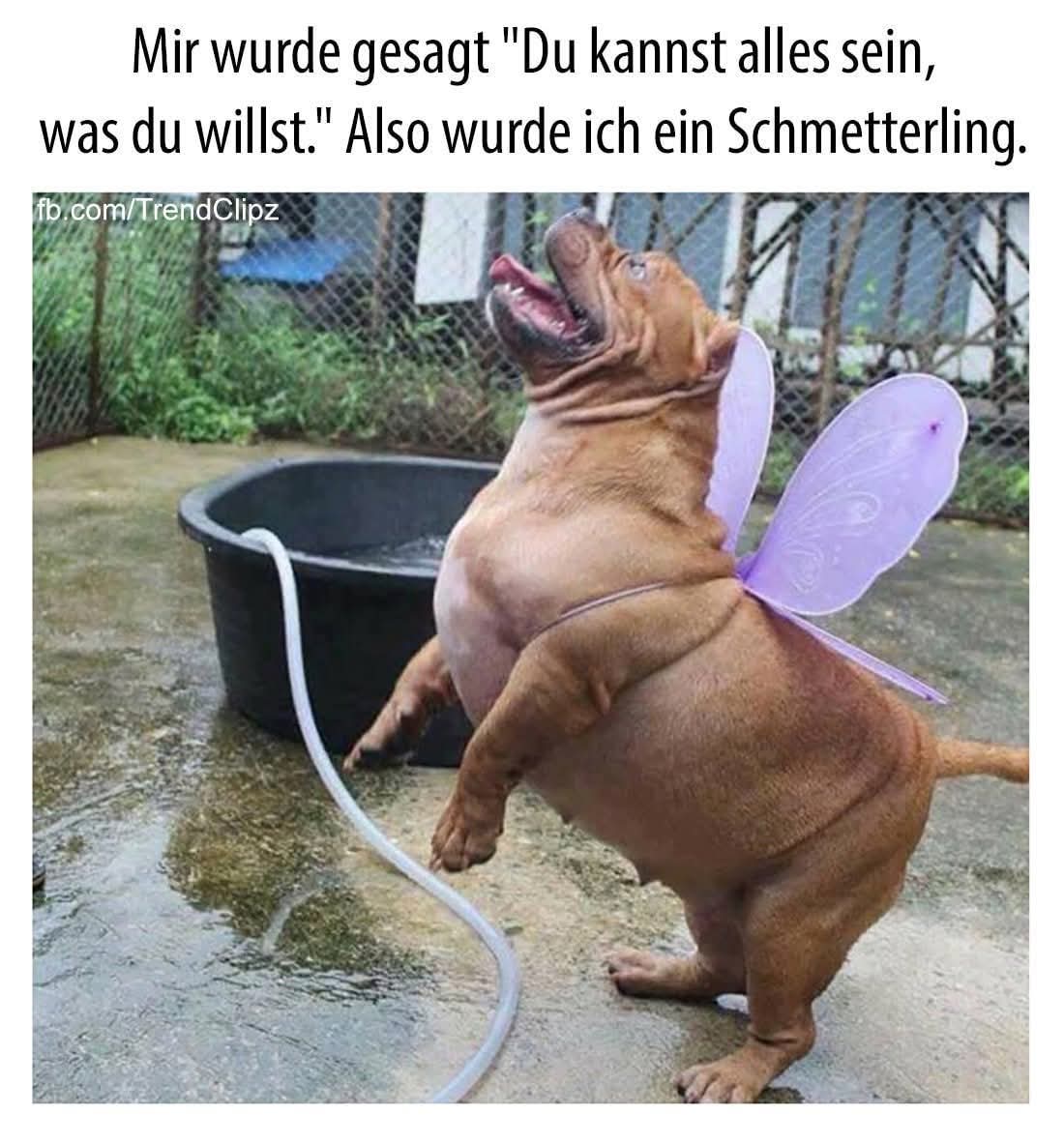 der Schmetterling - motyl