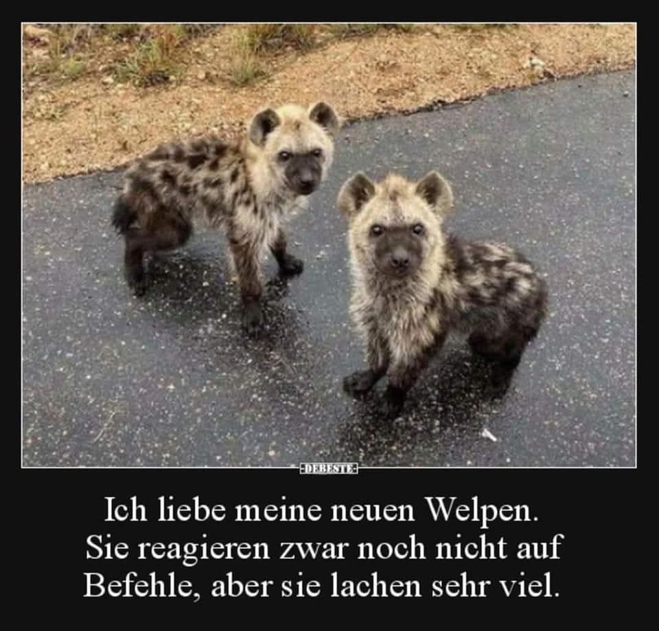 Befehl