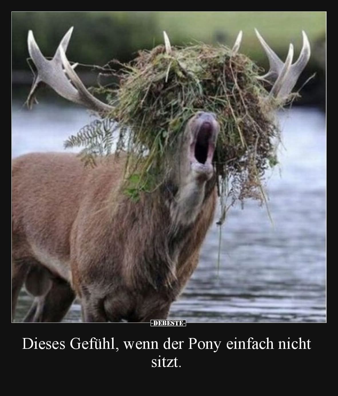 Pony