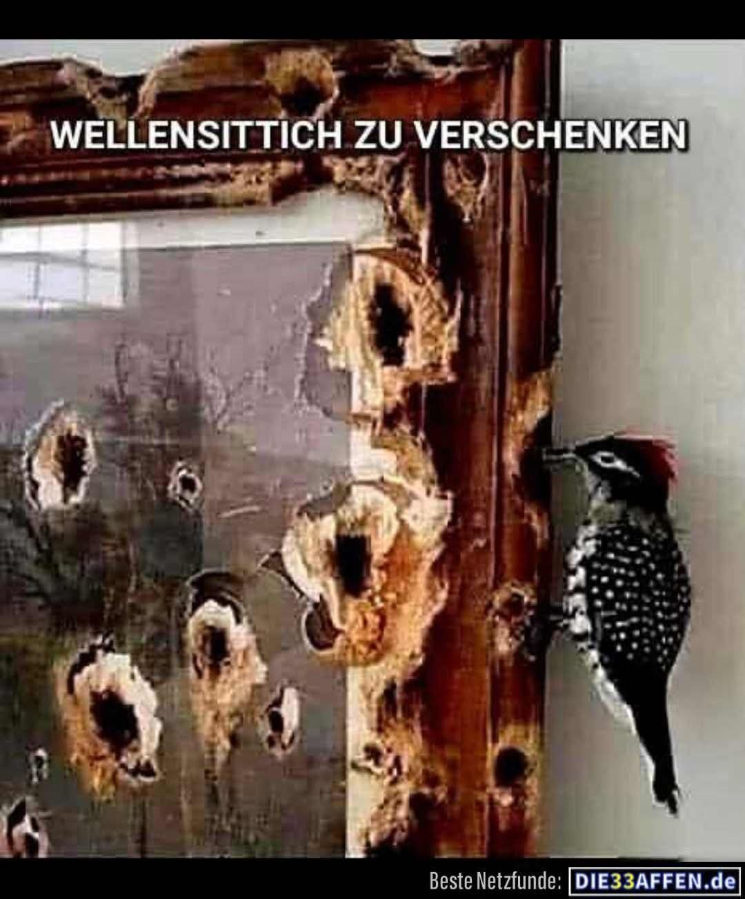der Wellensittich - papużka falista