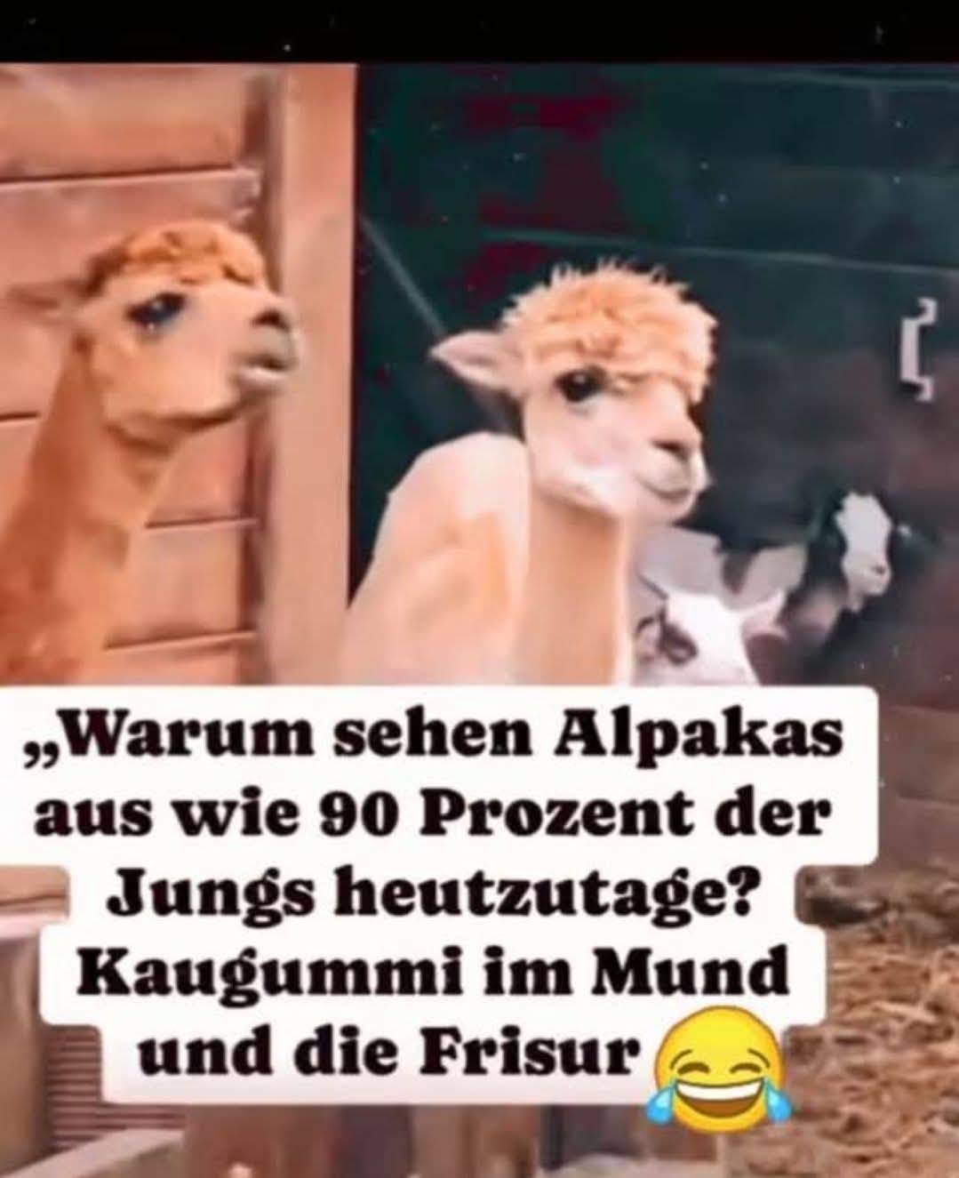 Alpaka