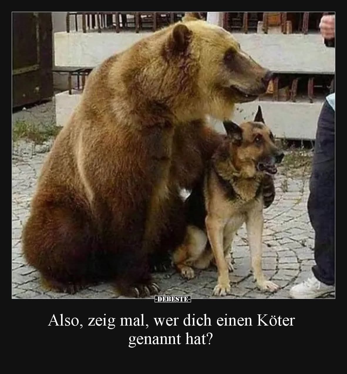 der Köter - kundel