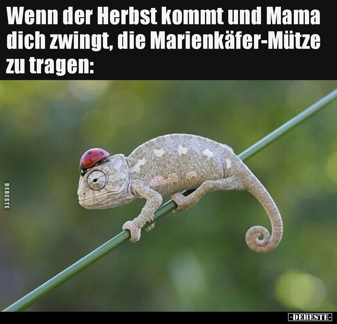 der Marienkäfer - biedronka, boża krówka