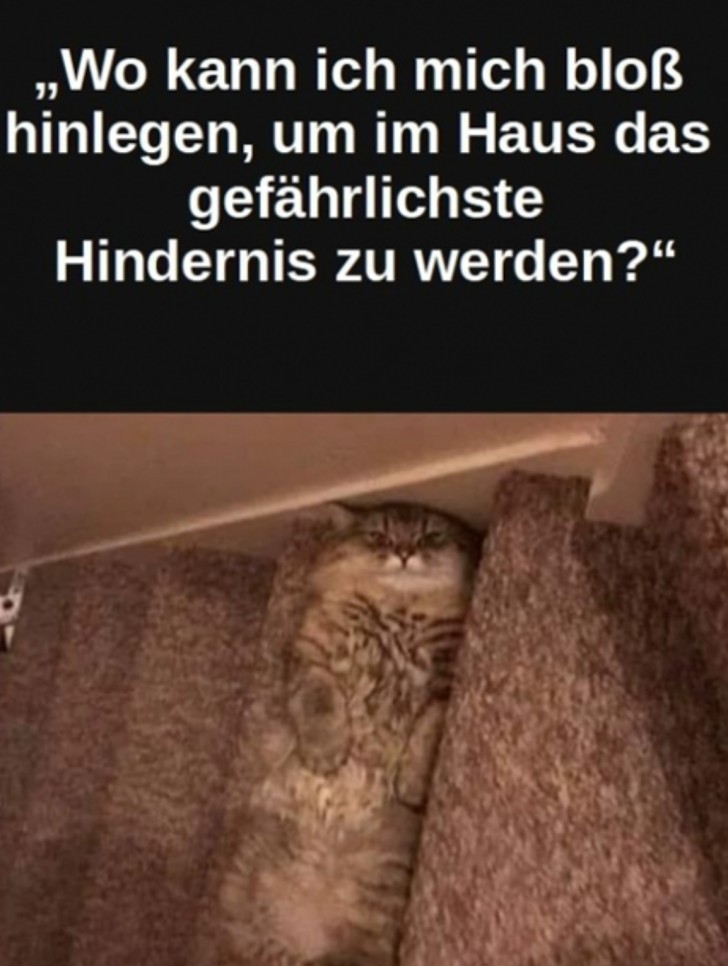 hinlegen - kłaść, układać