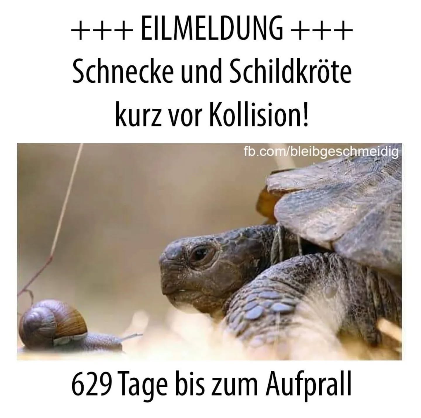 die Kollision - kolizja