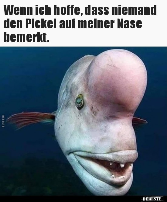 der Pickel - pryszcz, czekan