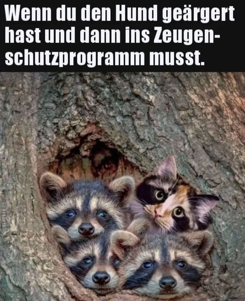 das Programm - program