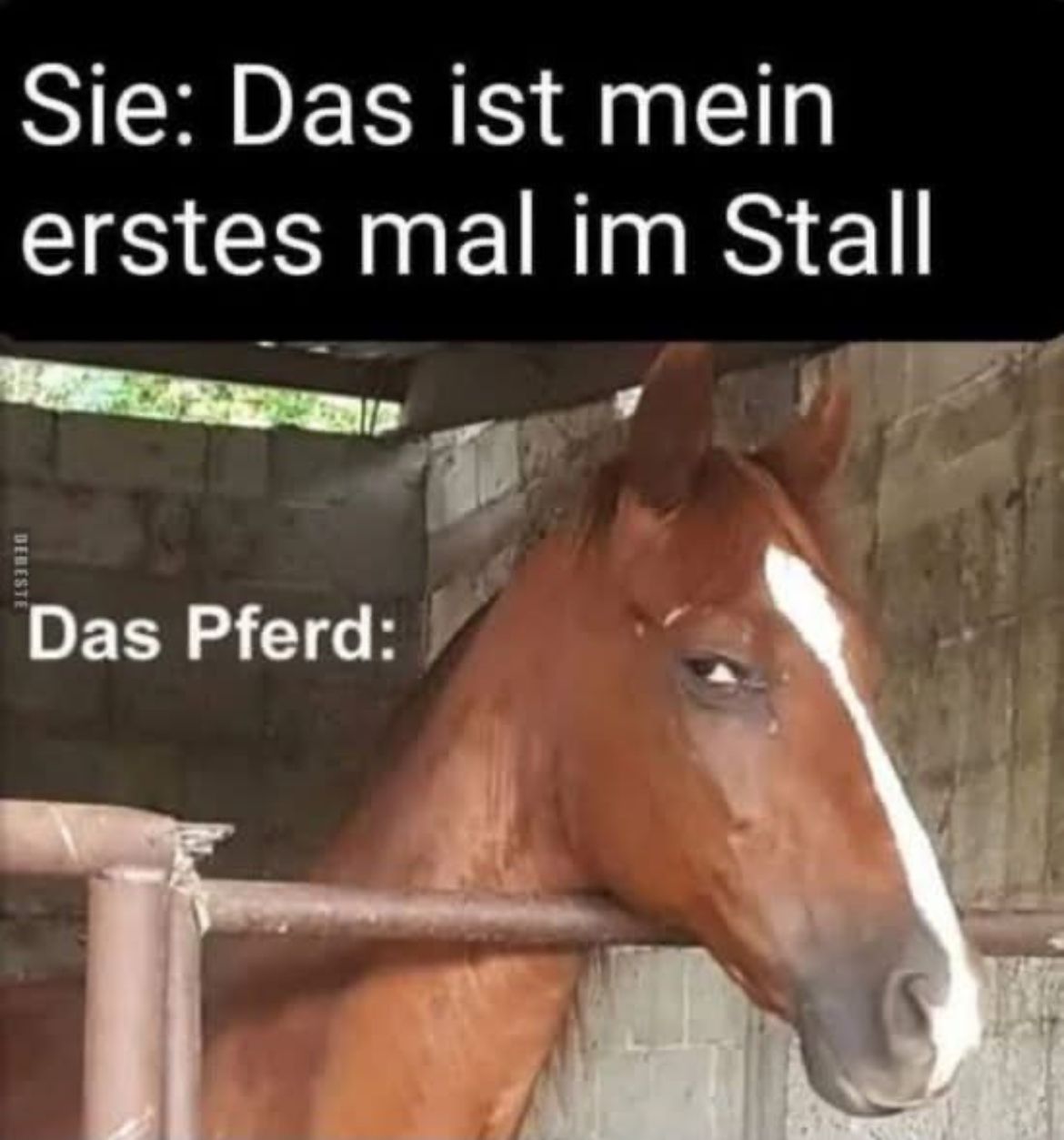 der Stall - obora, stajnia