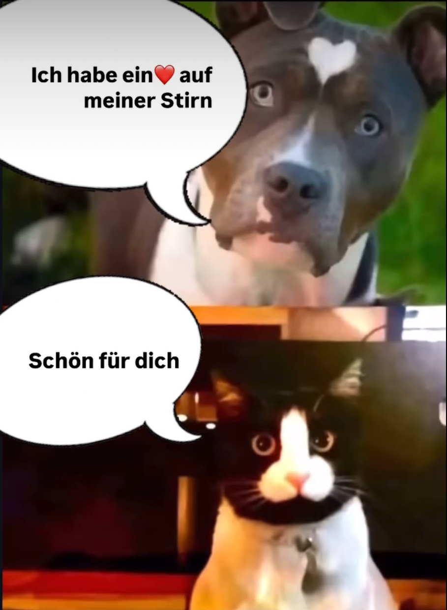 die Stirn - czoło