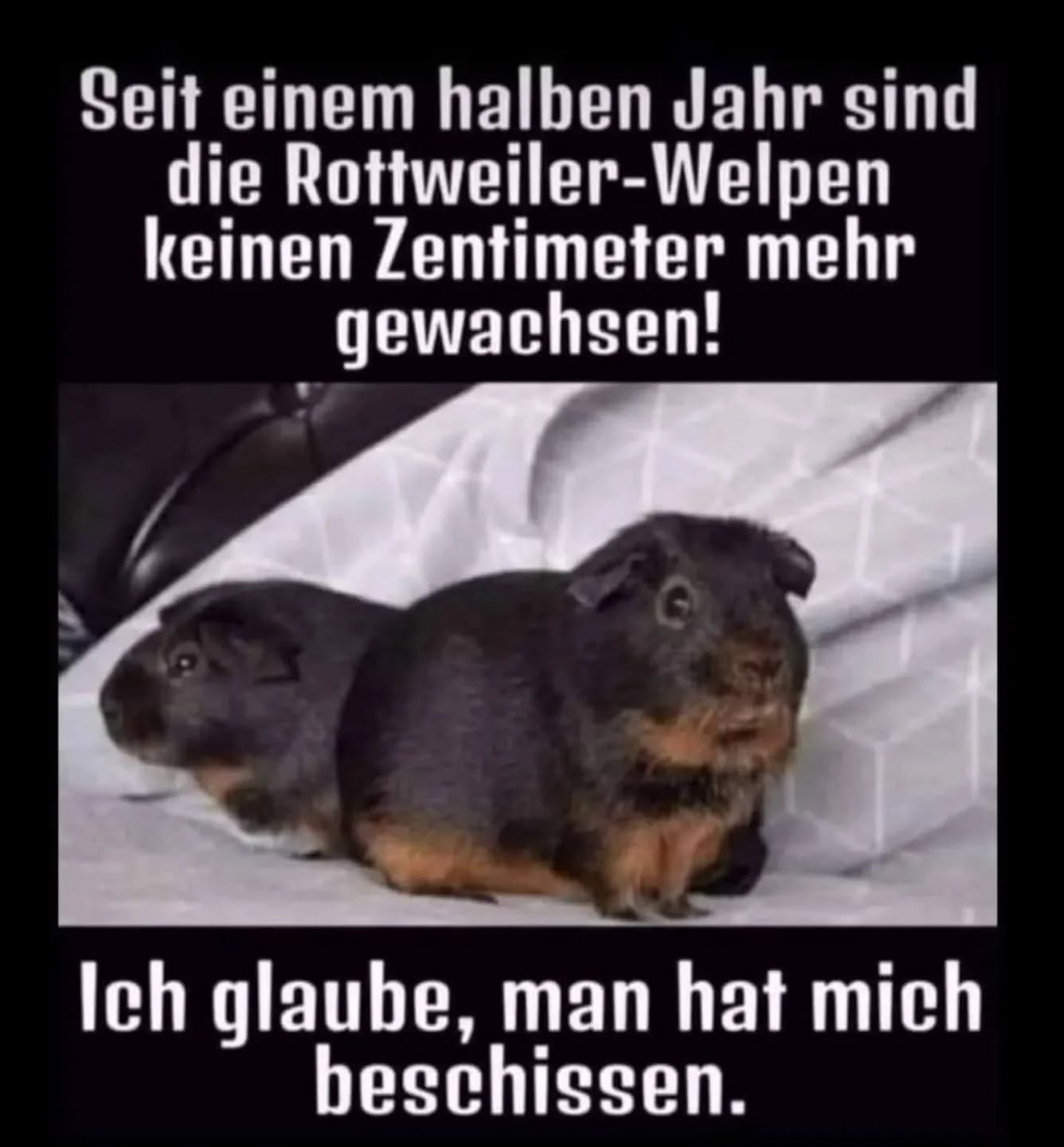 der Zentimeter - centymetr