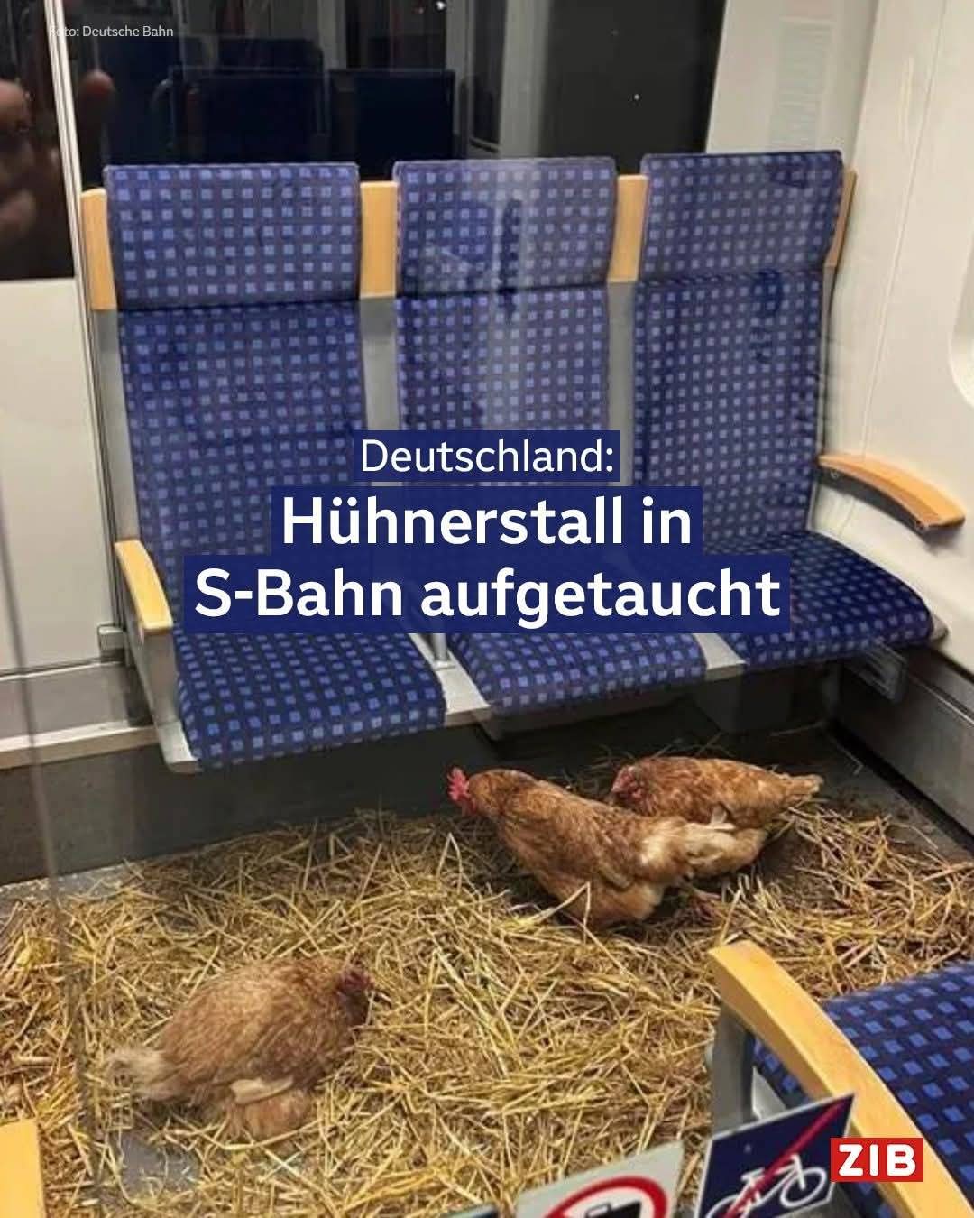 der Hühnerstall - kurnik